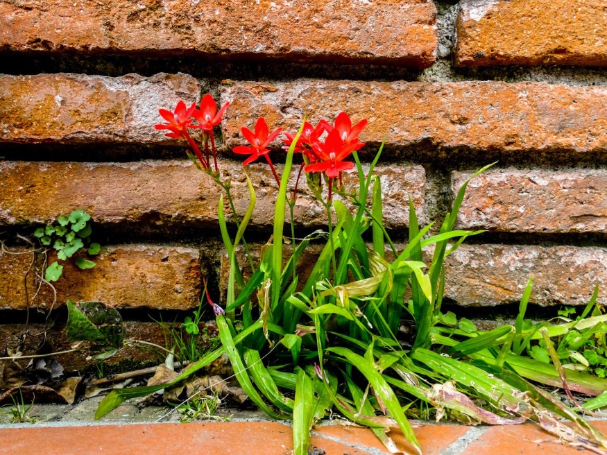 Marimurtra Botanical Gardens, Costa Brava Blog, Costa Brava Hike, Spanish Botanical Gardens