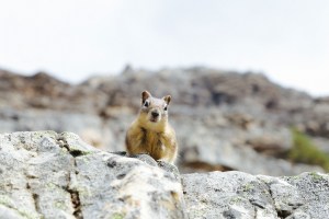 Eiffel Lake Trail Banff National Park Blog