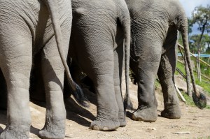 Asian Elephant, Elephant Jungle Sanctuary Chiang Mai