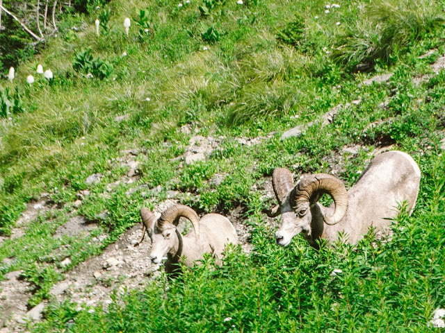 Hiking the Highline Trail Glacier National Park