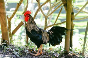 Tegalalang Rice Fields Ubud Bali Blog