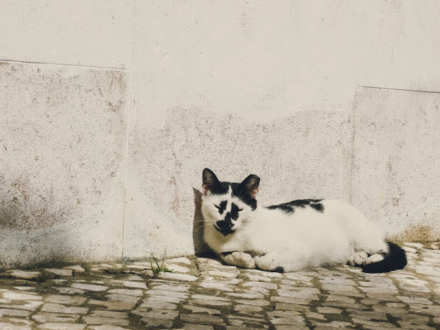 Lisbon Portugal Blog, Lisbon Portugal Photography, Best places to visit in Portugal, cat sleeping, cat sleeping in sun