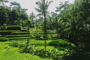 Tegalalang Rice Fields Ubud Bali Blog
