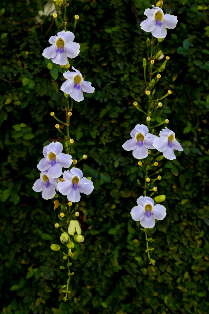 The Barn Eatery and Design Chiang Mai