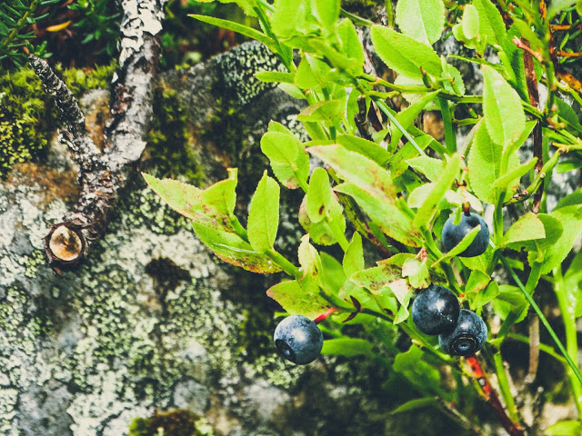 Kjeasen Mountain Farm