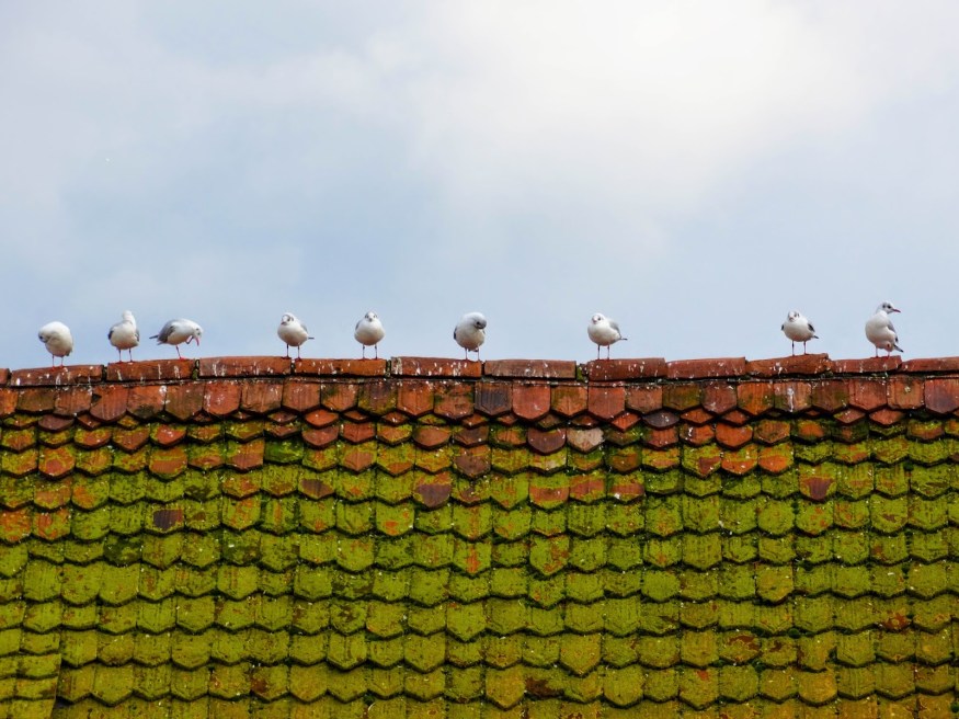 Seagulls on rooftop Traveling to Switzerland Blog, Lucerne Switzerland, Lucerne Switzerland Blog, Seagulls on rooftop