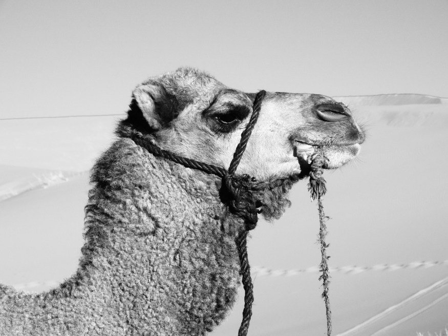 Visiting the Sahara Dessert, Camping in the Sahara, Sahara desert dunes, Sahara desert blog, Sahara Desert Camel Trek