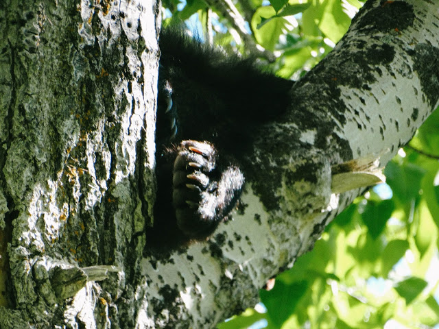 Biking Going to the Sun Road Glacier National Park