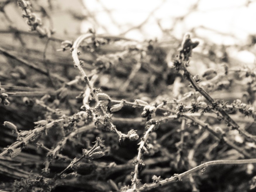 Road trip to provence France, weekend away in France, visiting Provence France, Dried Lavendar