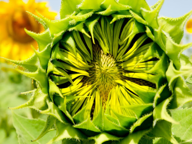 Sunflowers Provence France