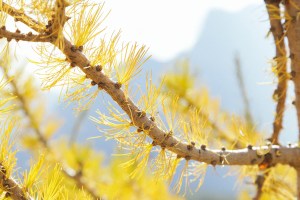 Larch Valley Trail Banff National Park Blog