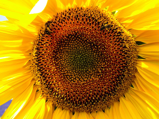 Sunflowers Provence France