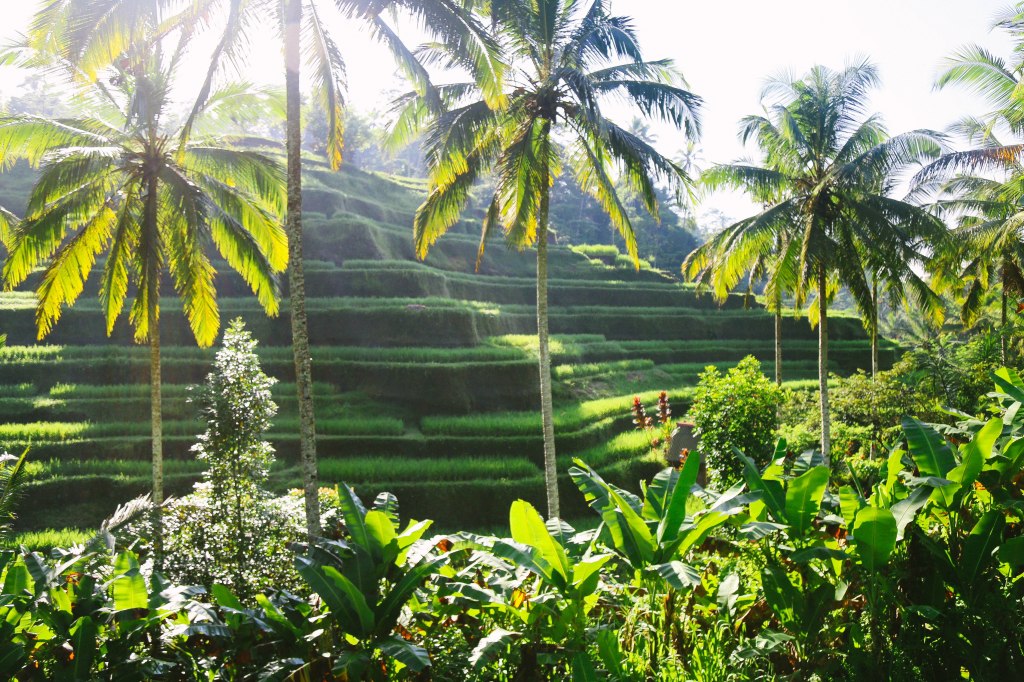 Exploring The Tegalalang Rice Fields // Ubud&nbsp;Bali