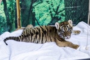 Chiang Mai Tiger, Tiger Kingdom Chiang Mai